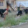 Khampa man wearing chuba and red hair tassle with four yaks.
