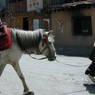 Tibetan nomad woman leading horse.
