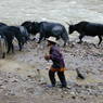 A Tibetan cowboy guiding yaks and a horse by a river.