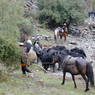 A Tibetan cowboy herding yaks by a river.