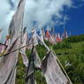A forest of prayer flags on poles just down valley from the Larung Gar [bla rung gar] Nunnery.