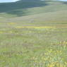 A meadow in rural Serta County.