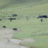 Yaks grazing near nomad tents in a plain.