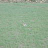 A rabbit in a field near the monastery.