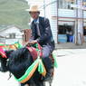 A Tibetan man riding a yak decorated for the festival on the street in Serta.