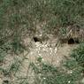 mice burrows