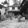 Threshing in village in Rolpa, (approach to Outer Dolpo) Western Nepal