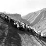 Flocks (sheep and goats) of Lingshed village being taken out to graze Ladakh