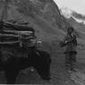 Boy with Yak, Lingshed, Ladakh