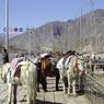 Horse rides for tourists, banned after 2002. Photo taken in 2001.