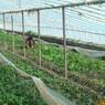 Vegetable farmer from Sichuan weeding his vegetables in a greenhouse in Gzhis ka rtse, January 29, 2001.