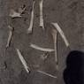 Excavated human bones.