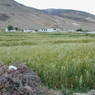 Houses above barley fields in 'Khor chags village