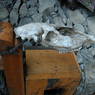 An animal skull hanging outside the door of a house in the village of sPyi pa, in Kong po