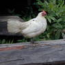 A chicken in the village of bdud ma, in Kong po