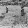Rai women harvesting barley