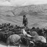 Boy herding sheep and goats