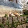 Two cats, Dga' ru dgon pa nunnery
