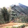 Ilam district is the major tea producing area of Nepal