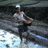A Limbu sows paddy in a flooded seed bed