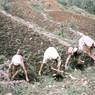 A work party weeding a maize field