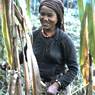 A young Limbu woman harvests maize