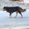 Dog near Lhagang Monastery