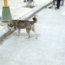 Dog in Lhagang.&nbsp;