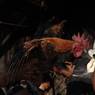 The villagers sprinkls water on the rooster till it shivers