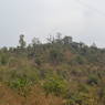 View of a forest on a way to Ghari Village