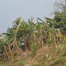 Banana tree at Ghari Village