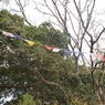 Colourful Prayer flags along the tree