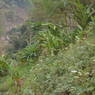 Cadamon Plant on a steep slope in Ghari Village
