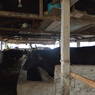 Cow Shed in Ghari Village
