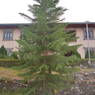 The tree is right beside the assembly ground and below the class rooms