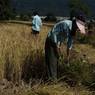 Woman clearing the weeds from the paddy field