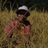 Woman in the paddy field