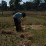 A village man compiling dried paddy plant and making it into a bunch