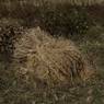 Bunch of dried paddy in the field