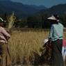 Women harvesting paddy