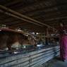 Villagers worshiping cows during Lakshmi puja