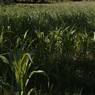 Green maize plant