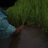 Close of view of a woman up rooting Paddy plant for plantation in the field