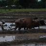 Man Ploughing his field with a pair of Ox and making sure that the mud and water mixed proparly