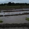 Wet paddy field before plantation