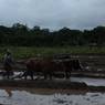 Man Ploughing his field with a pair of Ox during Plantation