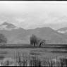 Flooded meadow on Lhasa's Lingkor pilgrimage route. Copyright Pitt Rivers Museum, University of Oxford 1998.286.239
